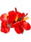 Red Adult Luau Hawaiian Flower Hibiscus Costume Accessory Hair Clips